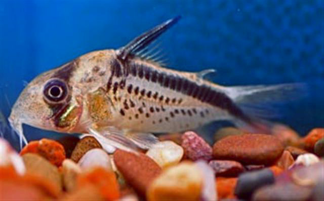 Corydoras loxozonus