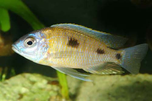 Copadichromis mbenjii