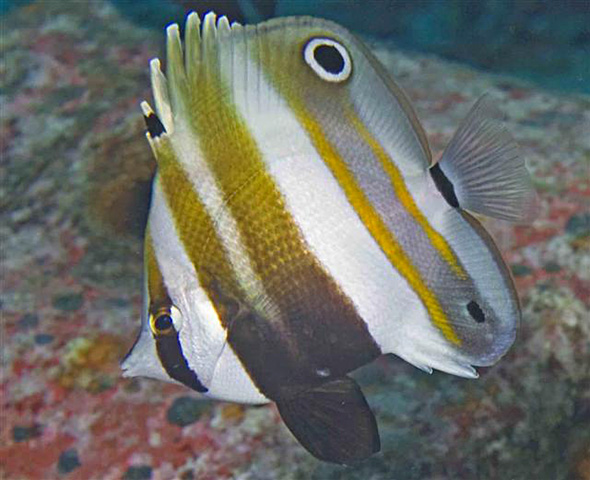 Coradion melanopus