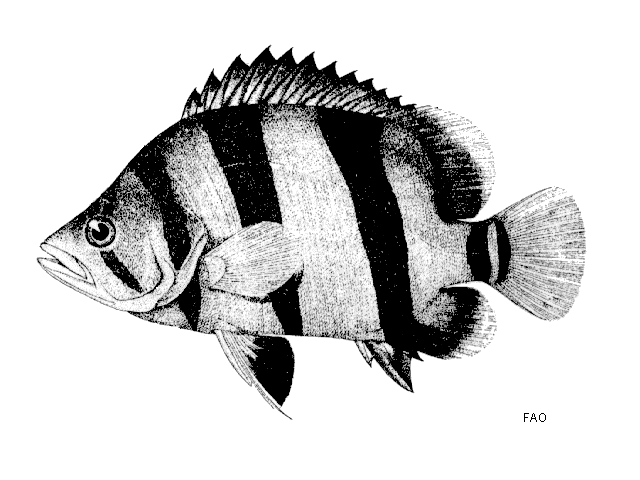 Datnioides microlepis