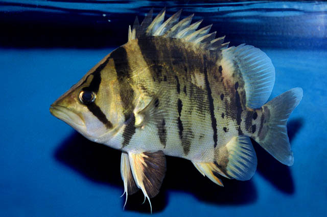 Datnioides microlepis