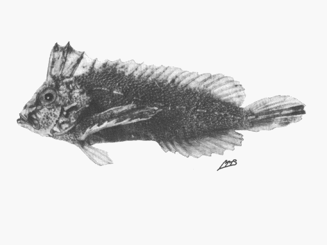 Cocotropus monacanthus