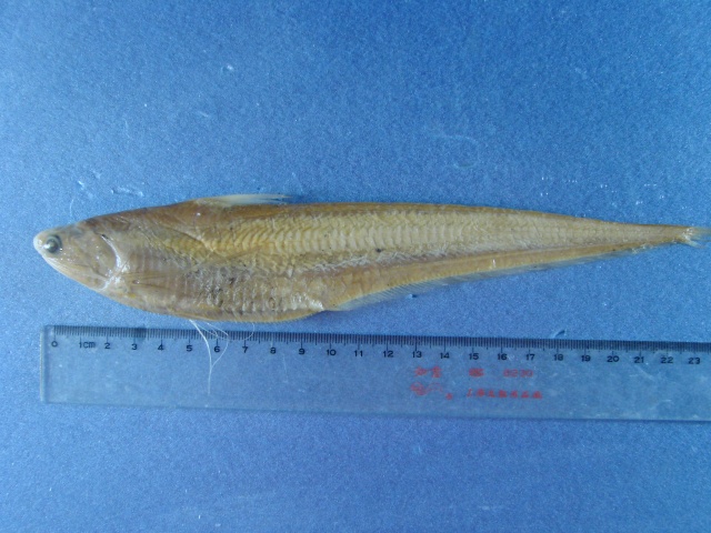 Coilia mystus