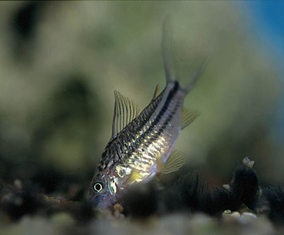 Corydoras napoensis