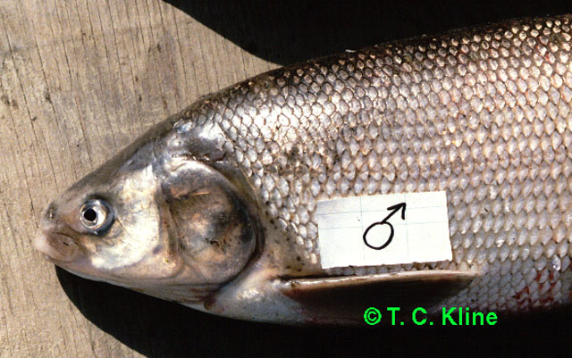 Coregonus nasus