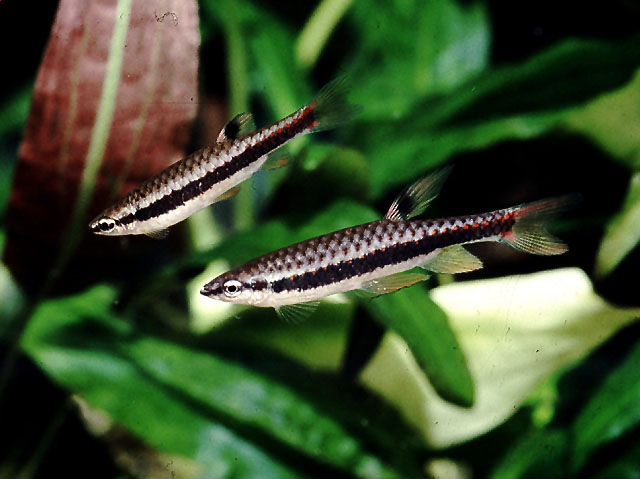 Copella nigrofasciata