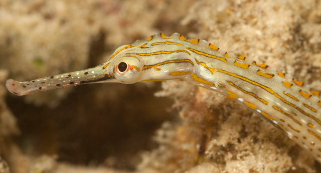 Corythoichthys ocellatus