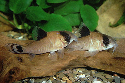 Corydoras oiapoquensis