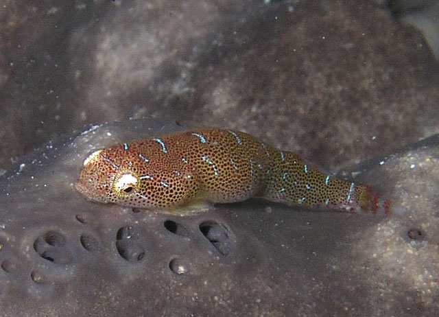 Cochleoceps orientalis