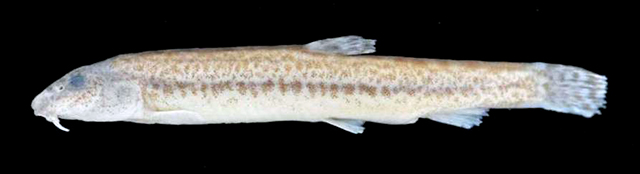 Cobitis phrygica