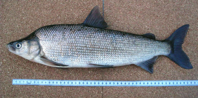 Coregonus pidschian