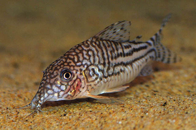 Corydoras pinheiroi