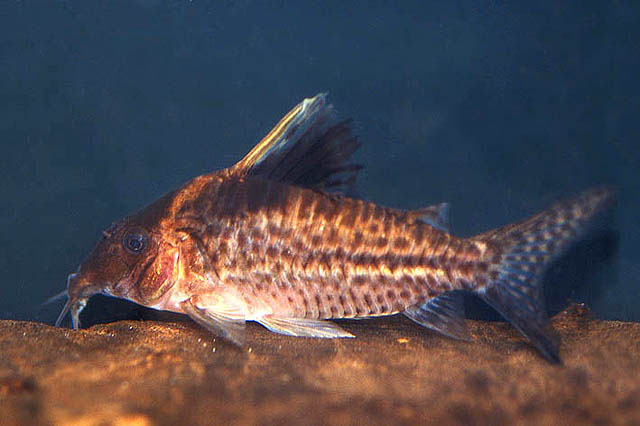 Corydoras robustus