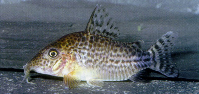 Corydoras spectabilis