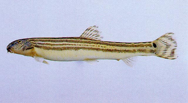 Cobitis striata