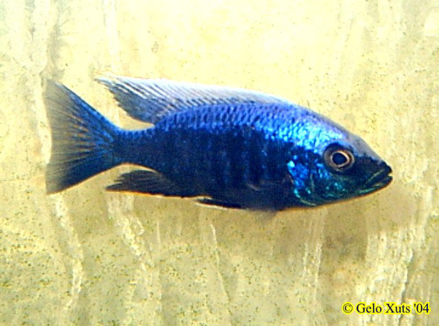 Copadichromis trewavasae