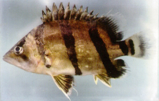 Datnioides undecimradiatus