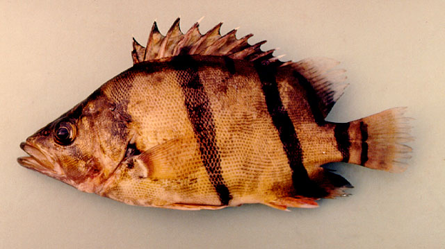 Datnioides undecimradiatus