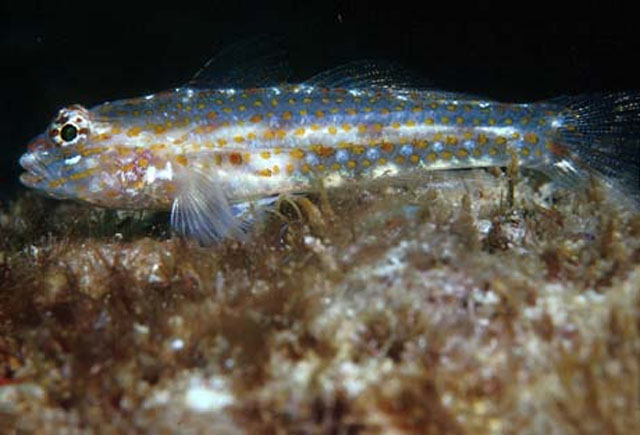 Coryphopterus urospilus