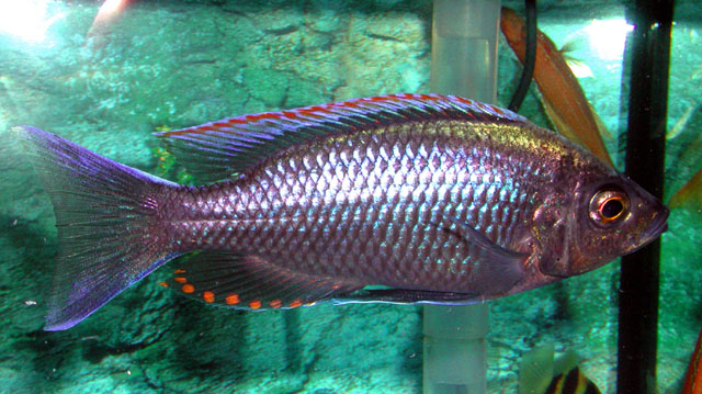 Copadichromis virginalis