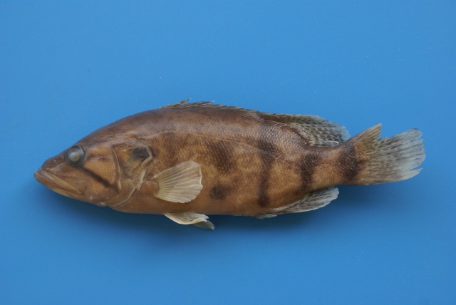 Coreoperca whiteheadi