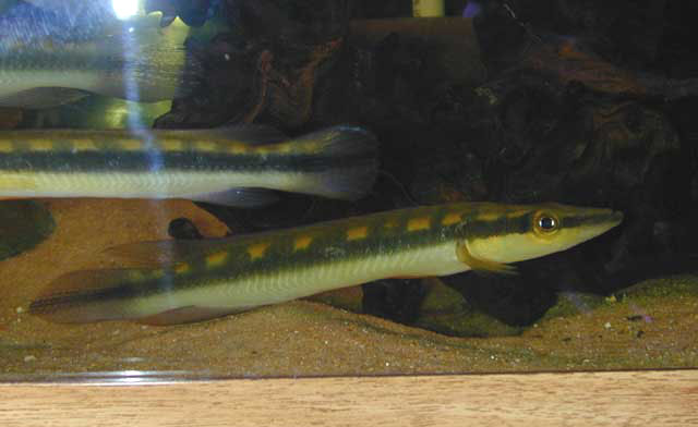 Crenicichla acutirostris