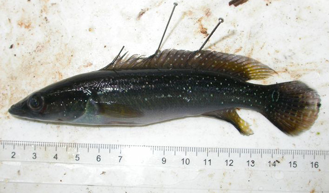 Crenicichla albopunctata