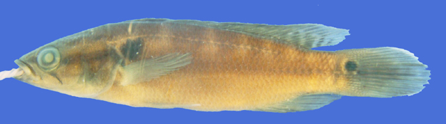 Crenicichla britskii