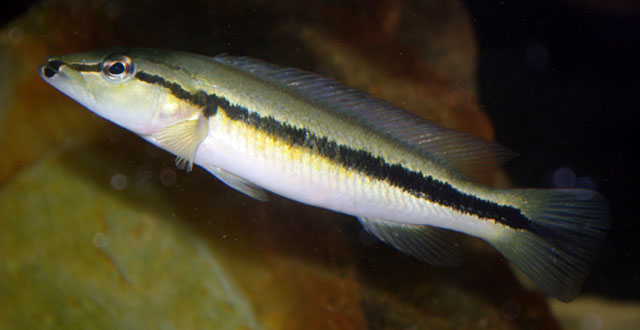 Crenicichla celidochilus