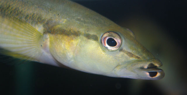 Crenicichla celidochilus