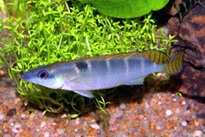 Crenicichla compressiceps