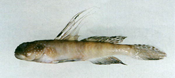 Crfil_u0.jpg