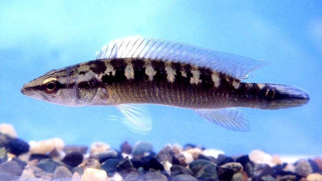 Crenicichla sveni