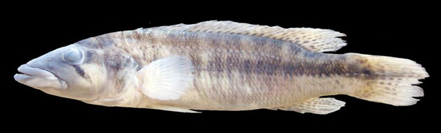 Crenicichla haroldoi