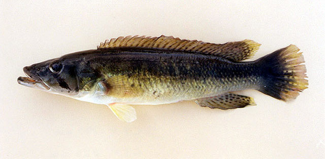 Crenicichla jaguarensis