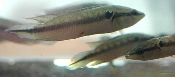 Crenicichla labrina