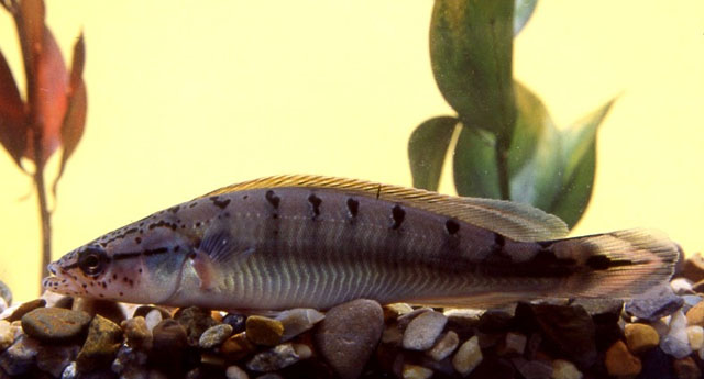 Crenicichla lenticulata