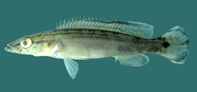 Crenicichla lugubris