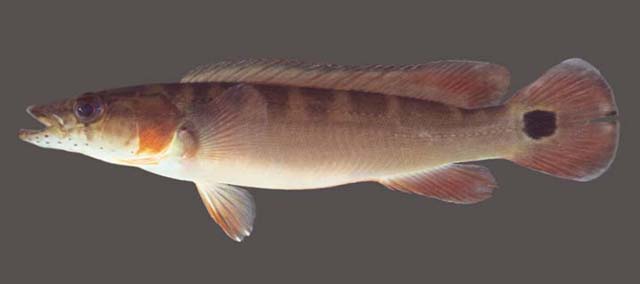 Crenicichla lugubris