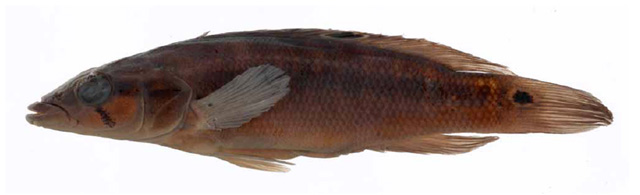 Crenicichla mandelburgeri