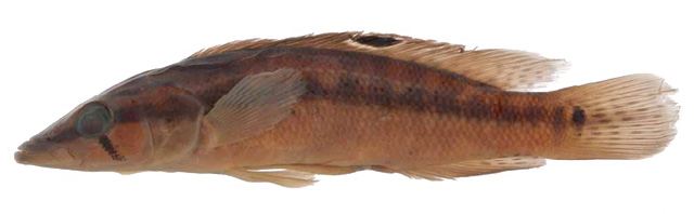 Crenicichla mandelburgeri