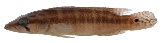 Crenicichla mandelburgeri