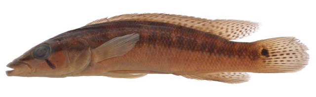 Crenicichla mandelburgeri