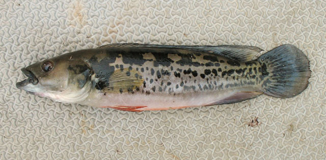 Crenicichla marmorata