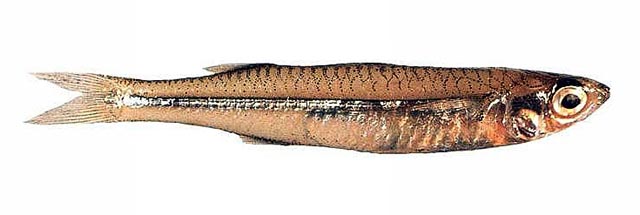 Craterocephalus mugiloides