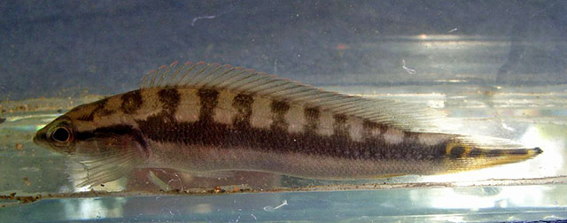 Crenicichla nickeriensis