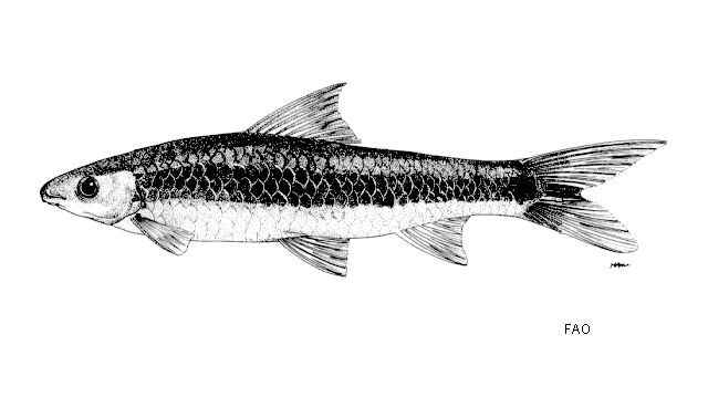 Crossocheilus oblongus