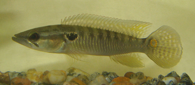 Crenicichla lepidota