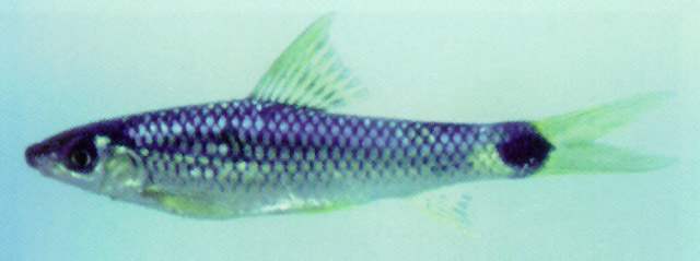 Crossocheilus reticulatus