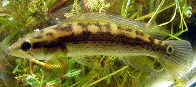 Crenicichla scottii